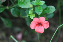 Barleria repens